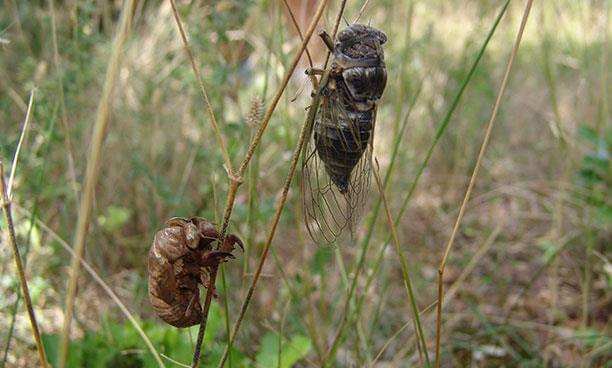 Cicadas at the Relais du Salagou