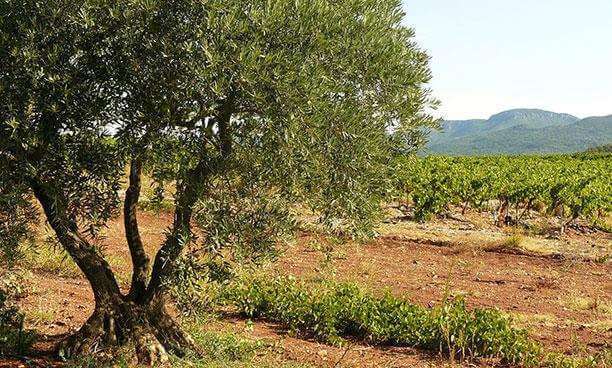 Olive groves